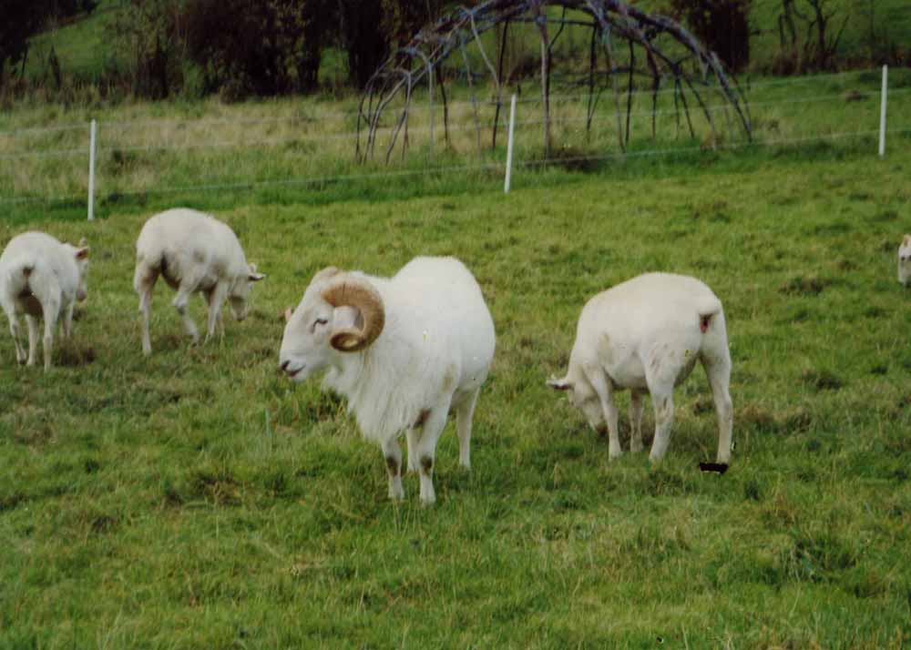 96046 our sheep 1996
