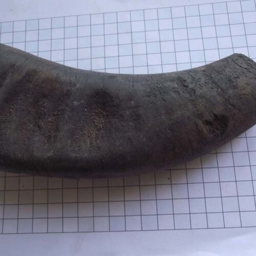 Miscellaneous 32 Oxe Horn